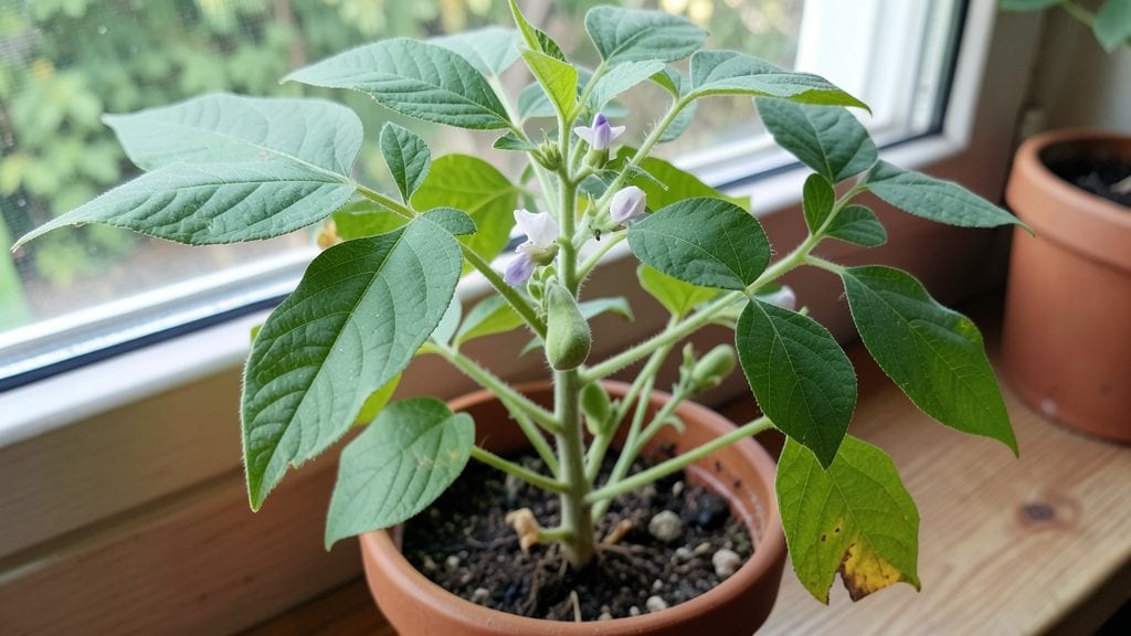 Indoor Bean Plant Recipe: Fast-Growing Harvest in Sunlit Spaces